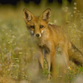 Líška obyčajná (Vulpes vulpes)