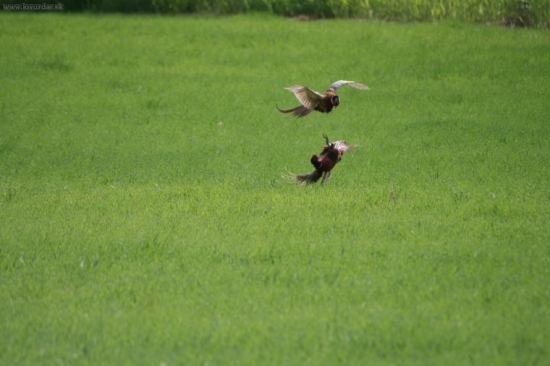 boj o každý centimeter