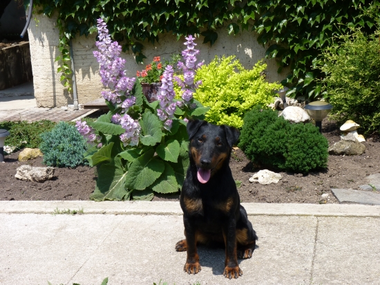 Držte nám palec,11.6.2011 ideme na výstavu. Ďakujeme