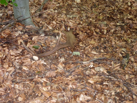 Dnes sa na mňa usmiala Diana