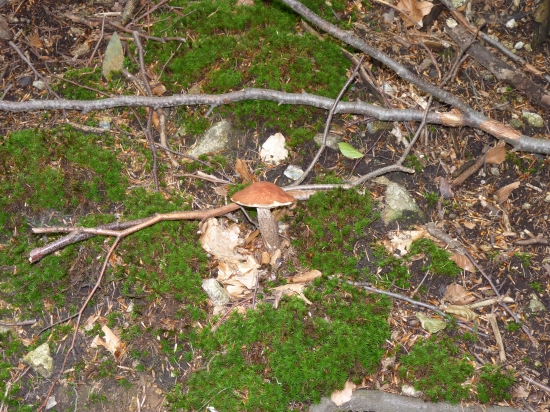 Tento rok prvý kozák smrekový