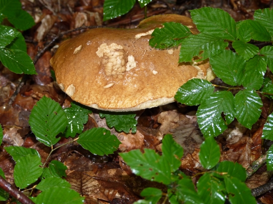 Už to začalo aj u nás.