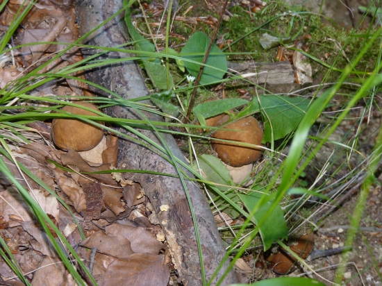 Za jednu hodinu plný košík.
