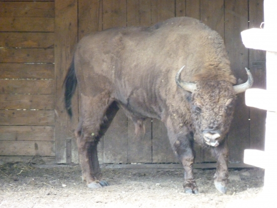 Zubor -býk.