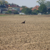 Boli dvaja ale len jedného som stihol.