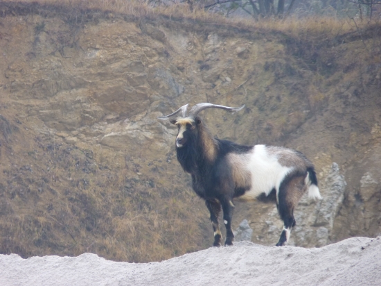 Prekvapenie na spoločnej poľovačke