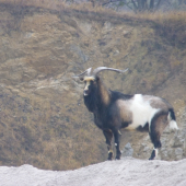 Prekvapenie na spoločnej poľovačke