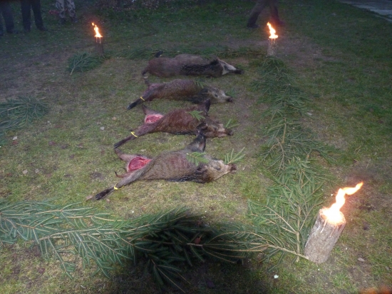 Spoločná poľovačka na diviačiu zver