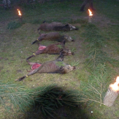 Spoločná poľovačka na diviačiu zver