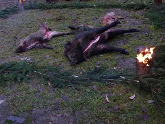 Výsledok spoľočného úsilia na spoľočnej poľovačke