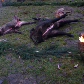 Výsledok spoľočného úsilia na spoľočnej poľovačke