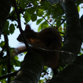 Na čerešniach boli sme