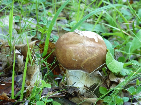 Už treba biť v strehu !