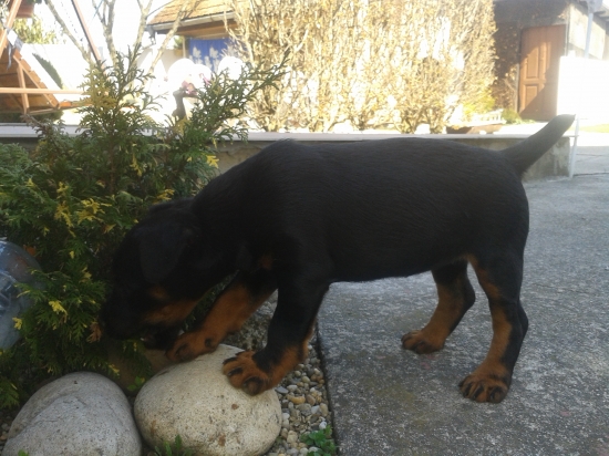 Malá Eta spod Šomode