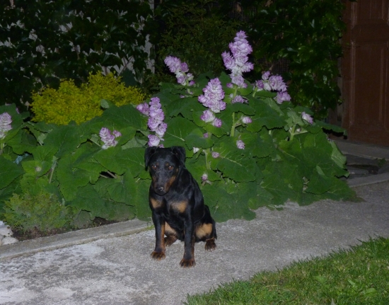 Cita od Filovho duba