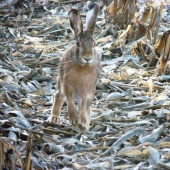 Zajac poľný