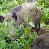 Tento rok  druhé potomstvo.
