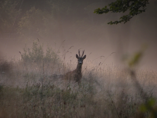 srnček na rannej paši