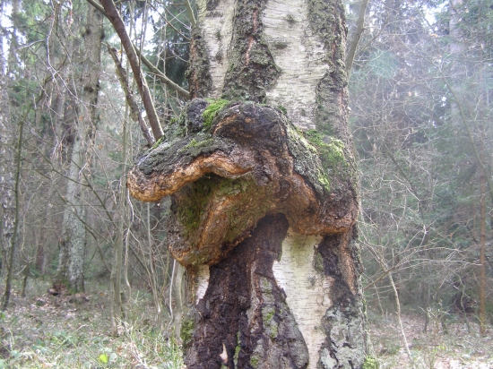 šteká ale nekúše