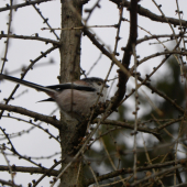 Mlynárka dlhochvostá