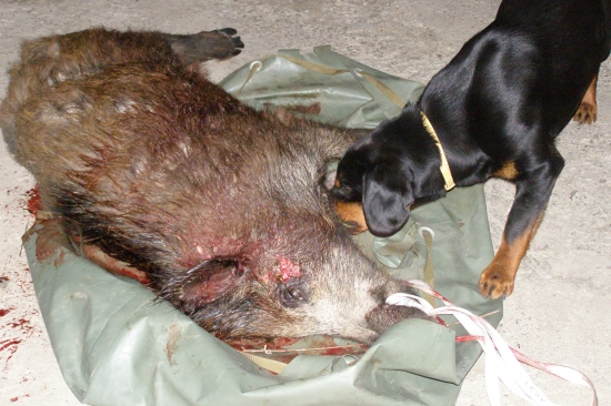 Argo a jeho diviacik