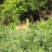 Náš Lemešiansky srnček