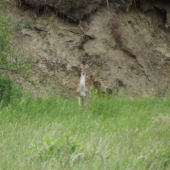 Daniel v lyku       pekný?