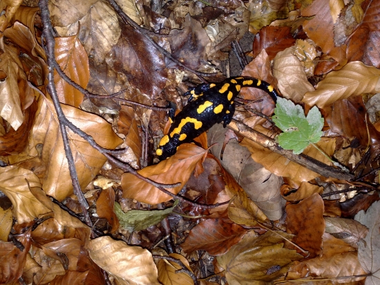 salamandra