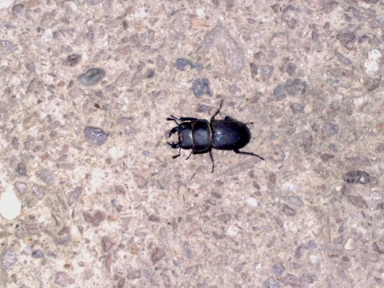 co je to za chrobaka ?