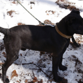 patterdale terier