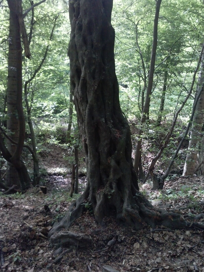 hracka prirody