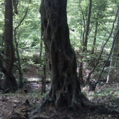 hracka prirody