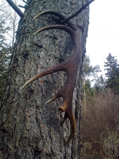 Už rastú na strome