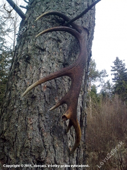 Už rastú na strome