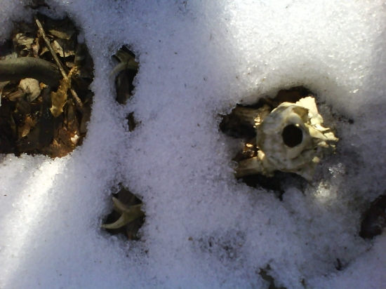 novoročná prechádzka