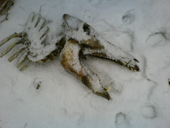 novoročná prechádzka