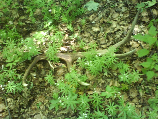 zhúlený jelen zhodil