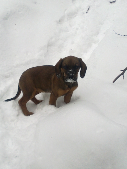 spolocnik pri krmeni