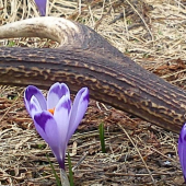jedno krajšie ako druhé :D