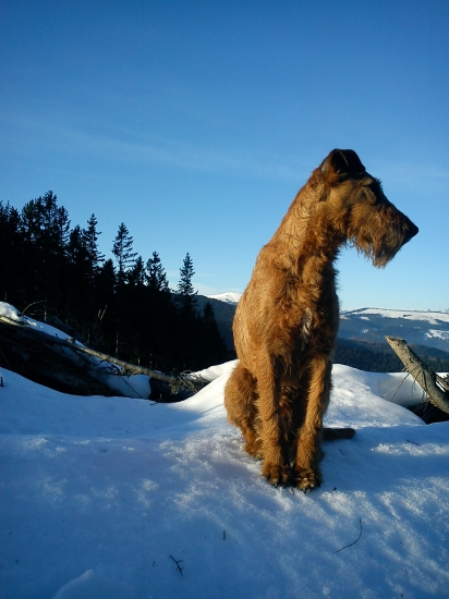 novoročná prechádzka