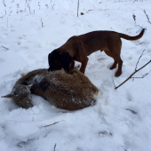 Farbiar a jeho prve dohladanie