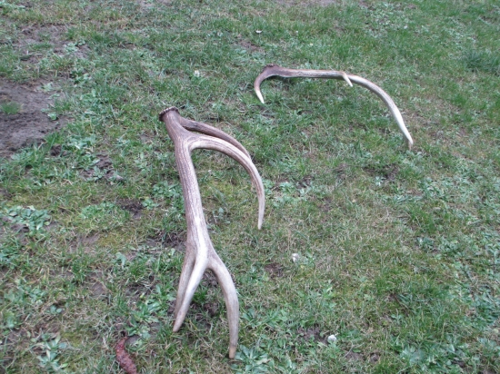 Ked sa nedari najst cerstvy tak aspon toto