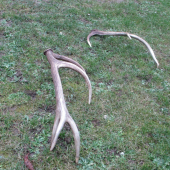 Ked sa nedari najst cerstvy tak aspon toto