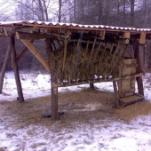 zhruba po 2 týždňoch