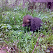 také malé zlaté, ale...