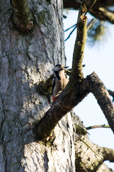 už sa mu nechce búchať :)