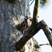 už sa mu nechce búchať :)