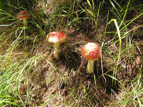 muchotrávka červená