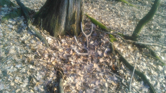 Dnešný :).. len minuloročný .. ale potešil