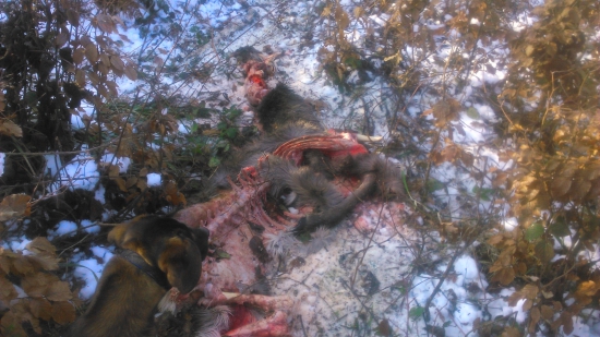 Strhnuta jelenica od vlkov ...